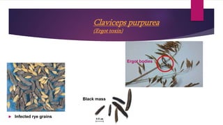 Claviceps purpurea
(Ergot toxin)
 Infected rye grains
Ergot bodies
Black mass
 