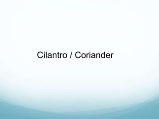 Cilantro / Coriander