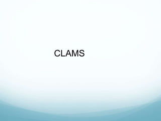 CLAMS