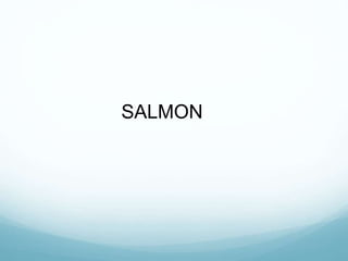 SALMON
