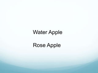 Water Apple
Rose Apple