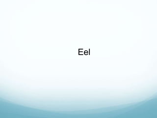 Eel