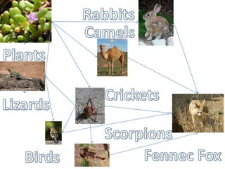 Rabbits Camels Plants Crickets Lizards Scorpions Fennec Fox Birds 