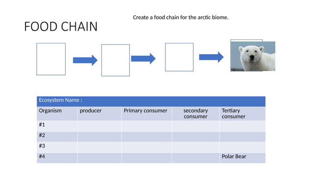 Food Webs and food chains consumer producer | PPT