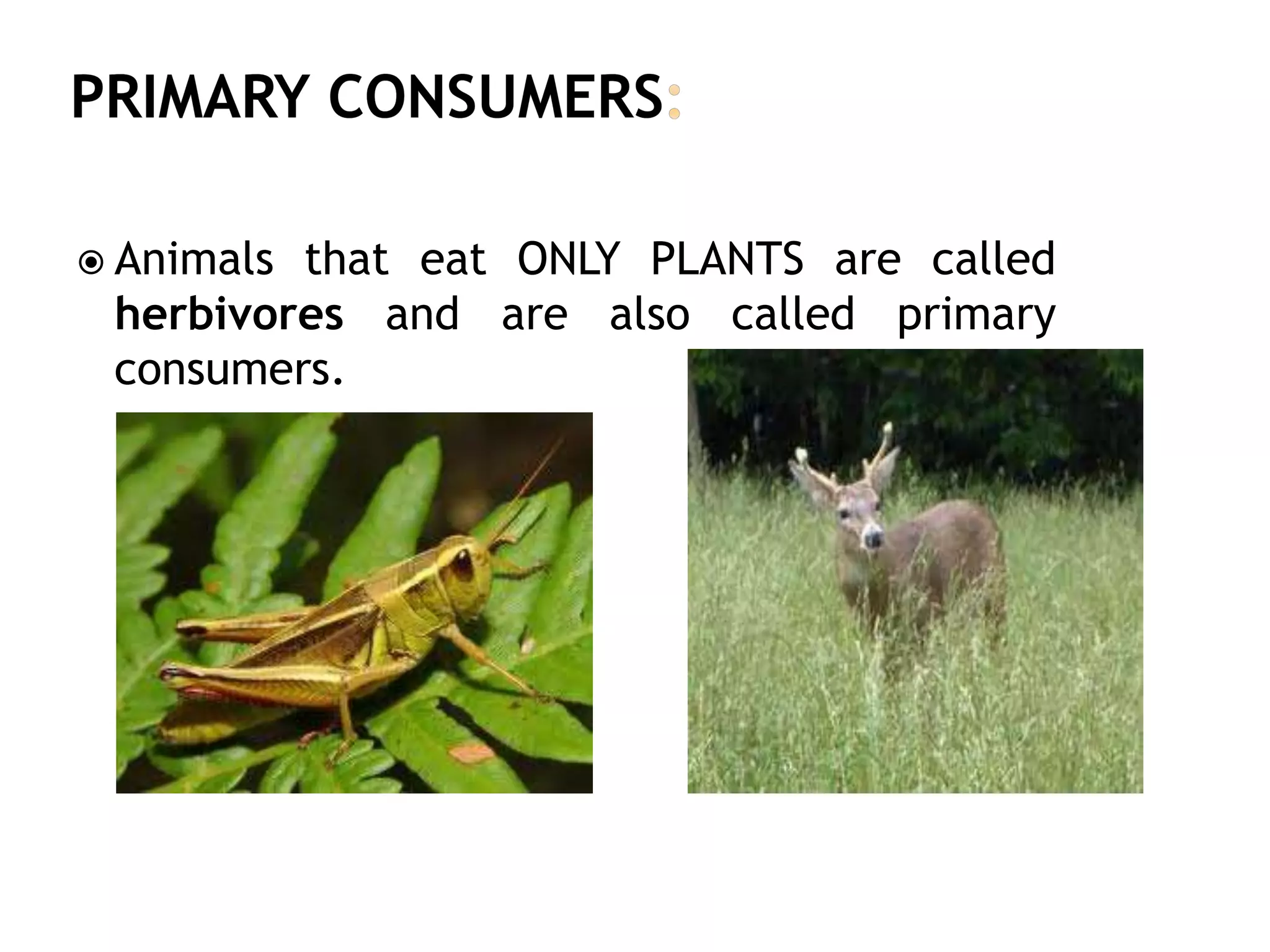  Animals that eat ONLY PLANTS are called
herbivores and are also called primary
consumers.
 