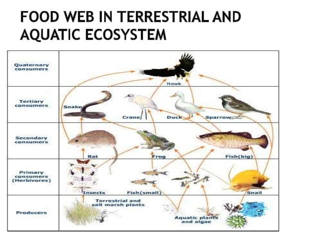 Food Web 1 2