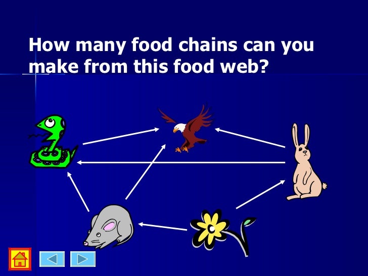 how many links make up this food chain