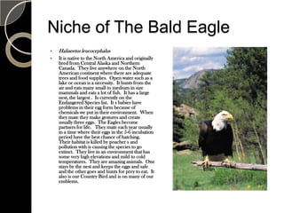 Food web of the bald eagle Pd. 4 Jonathan Finger | PPT