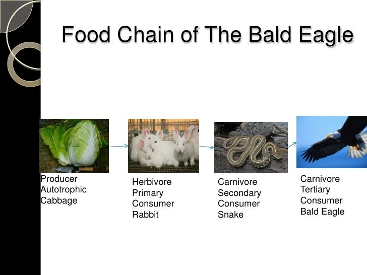 What Eats An Eagle In A Food Web What Eats An Eagle In A Food Web