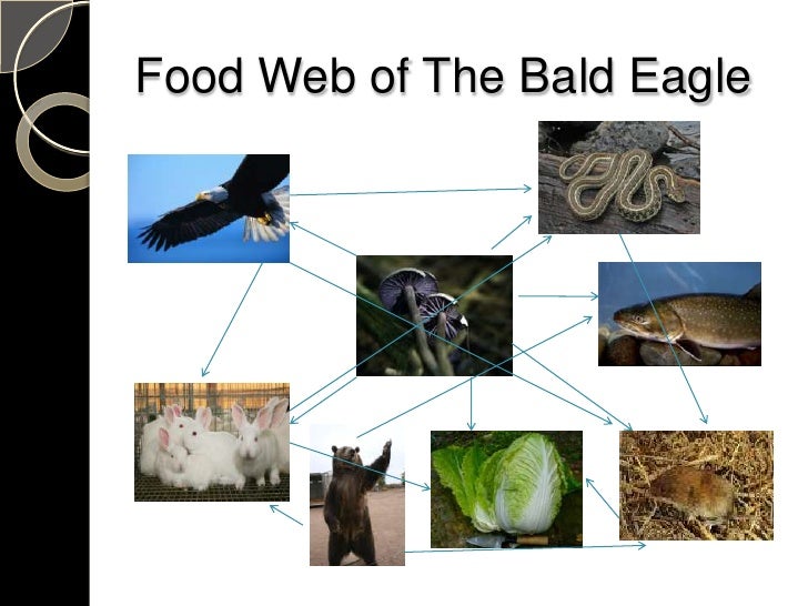 Food web of the bald eagle Pd.4 Jonathan Finger