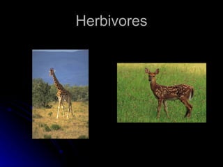 Herbivores 