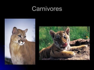 Carnivores 
