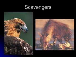 Scavengers 