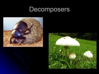 Decomposers 