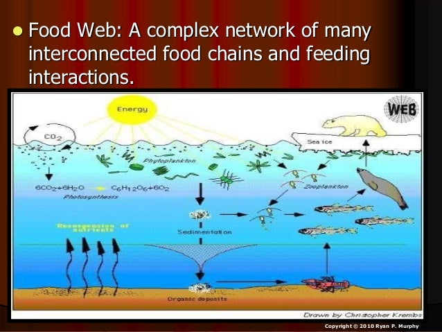 Network Of Interconnected Food Chains Network Of Interconnected Food Chains
