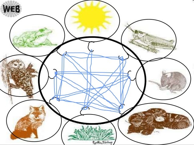Food Webs Lesson PowerPoint, Producers, Consumers, Decomposers, Scien…