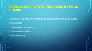 ANIMALS AND PLANTS ARE LINKED BY FOOD
CHAINS
Animals get energy and nutrients by eating other animals or plants.
For example
• caterpillars eat leaves
• mice eat caterpillars
• owls eat mice
 