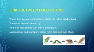 LINKS BETWEEN FOOD CHAINS
These links between animals and plants are called food chains.
The arrow means 'is eaten by'.
Nearly all food chains start with a green plant.
Most animals and plants are part of more than one food chain.
 