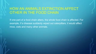 HOW AN ANIMALS EXTINCTION AFFECT
OTHER IN THE FOOD CHAIN
If one part of a food chain alters, the whole food chain is affected. For
example, if a disease suddenly wiped out caterpillars, it would affect
mice, owls and many other animals.
 