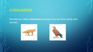 CONSUMERS
Animals are called consumers because they eat other plants and
animals.
 