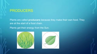 PRODUCERS
Plants are called producers because they make their own food. They
are at the start of a food chain.
Plants get their energy from the Sun.
 