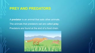 PREY AND PREDATORS
A predator is an animal that eats other animals.
The animals that predators eat are called prey.
Predators are found at the end of a food chain.
 