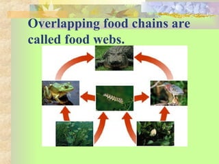 Overlapping food chains are
called food webs.
 