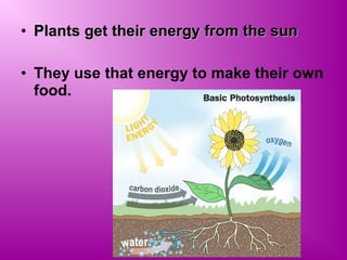 Food webs and trophic levels for 9th grade biology | PPT