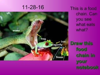 11-28-16 This is a food
chain. Can
you see
what eats
what?
Draw thisDraw this
foodfood
chain inchain in
youryour
notebooknotebook
bee
snake
frog
dragonfly
flower
 