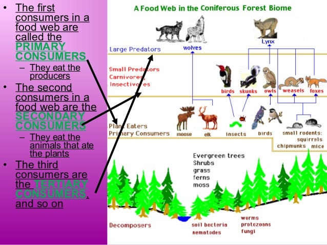 give at least three examples of both producers and consumers