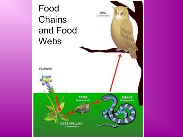 Food webs and trophic levels for 9th grade biology