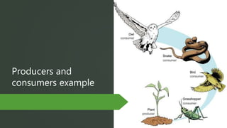 Food webs | PPTX | Food & Drink