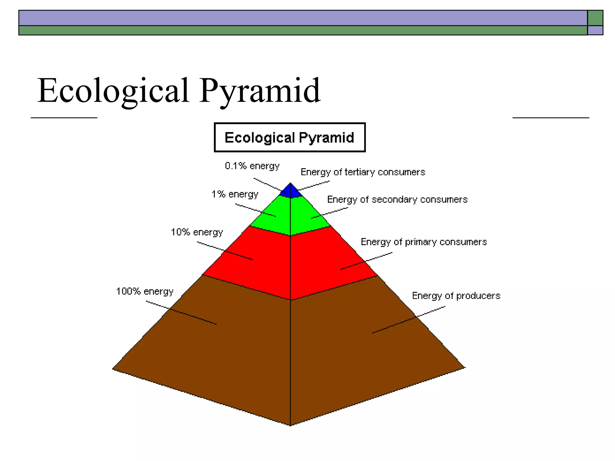 Ecological Pyramid 