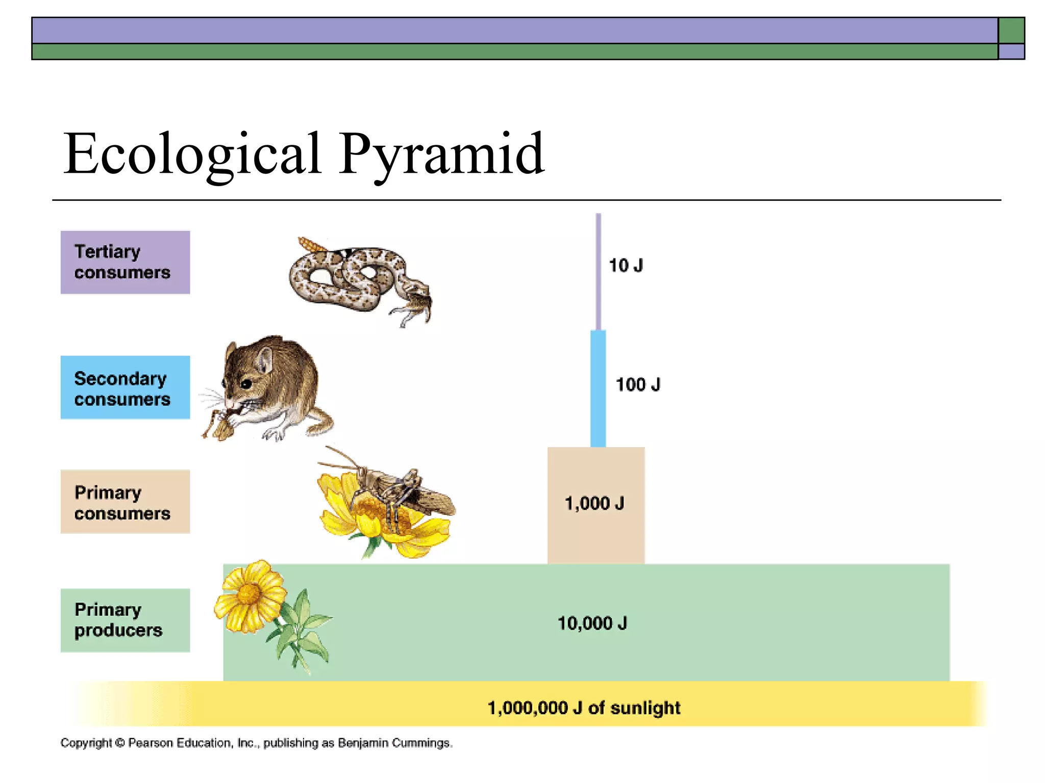 Ecological Pyramid 