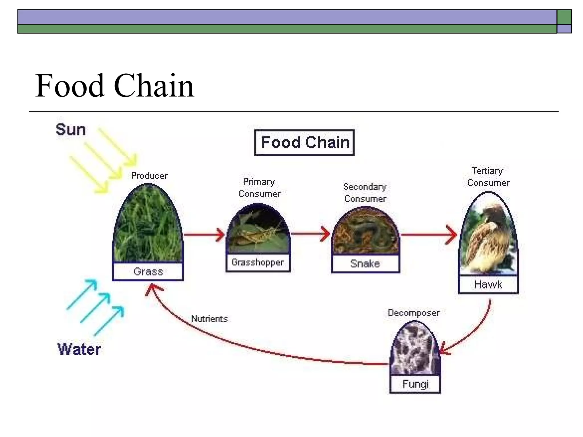 Food Chain 