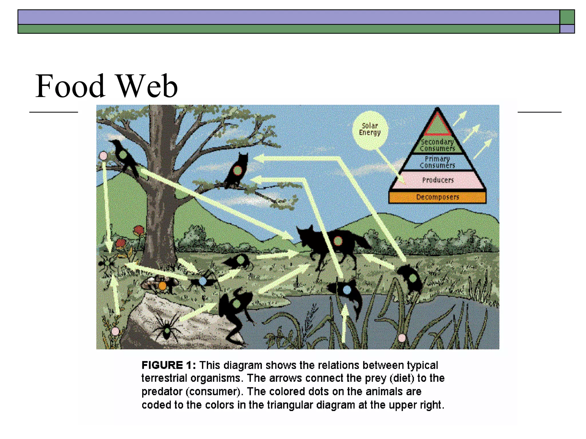 Food Web 