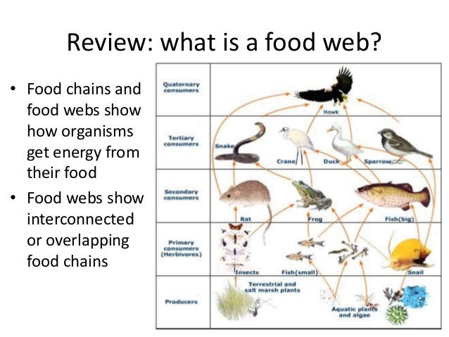 Food webs and ecological pyramids
