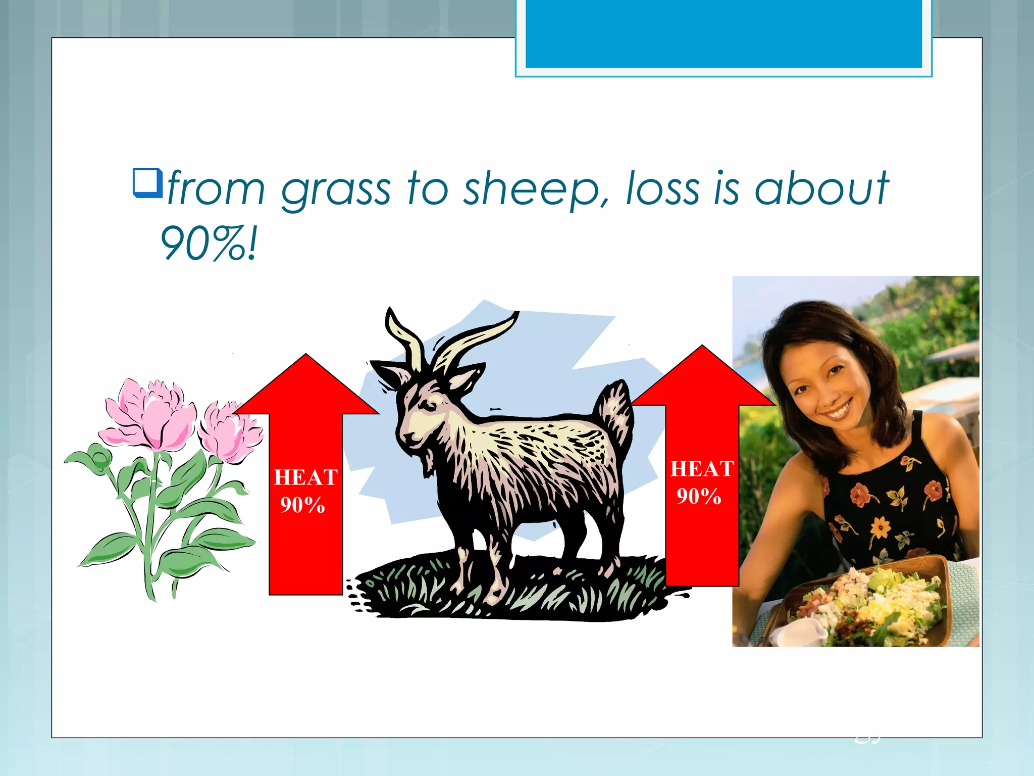 from grass to sheep, loss is about
90%!
10% Original
Energy! 1% Original
Energy!
100% Energy
Available
HEAT
90%
HEAT
90%
 
