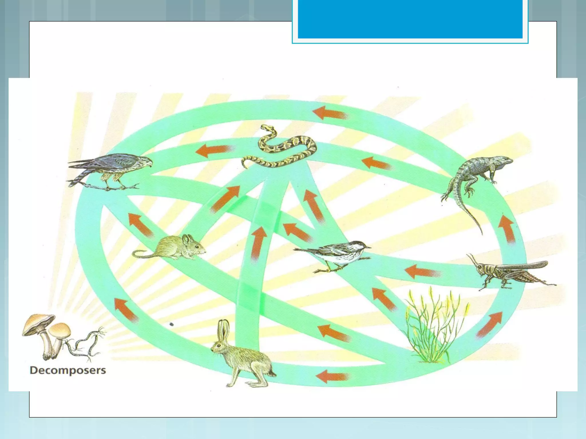 Terrestrial Food Web
 