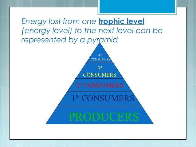 food webs and trophic levels trophic levels