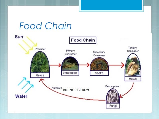 food webs and trophic levels trophic levels
