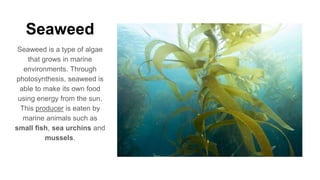 Seaweed
Seaweed is a type of algae
that grows in marine
environments. Through
photosynthesis, seaweed is
able to make its own food
using energy from the sun.
This producer is eaten by
marine animals such as
small fish, sea urchins and
mussels.
 