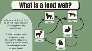 Food Webs ppt.pdf