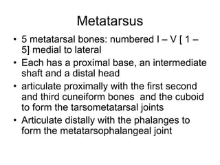 Metatarsal Modifiers FOOT.ppt