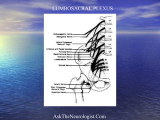 LUMBOSACRAL PLEXUS 