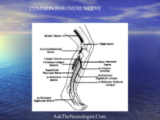 COMMON PERONEAL NERVE 