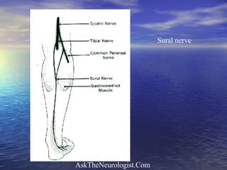 Sural nerve 