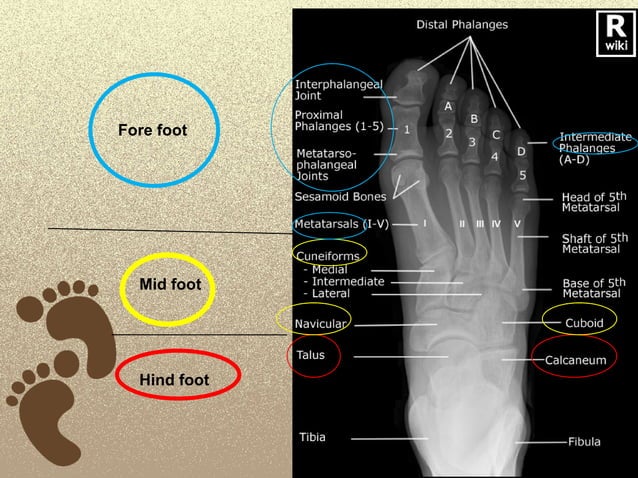 Foot radiological anatomy. shorouk zaki | PDF