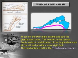 Foot clinical and applied anatomy | PPTX