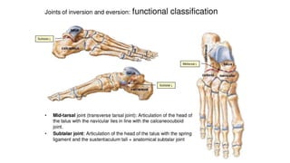 Foot Anatomy.pptx